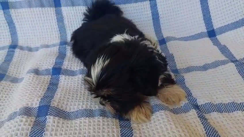 Shih Tzu perros en venta: SHIH TZU MACHO CALIDAD Y SELECCIÓN  - Video 1