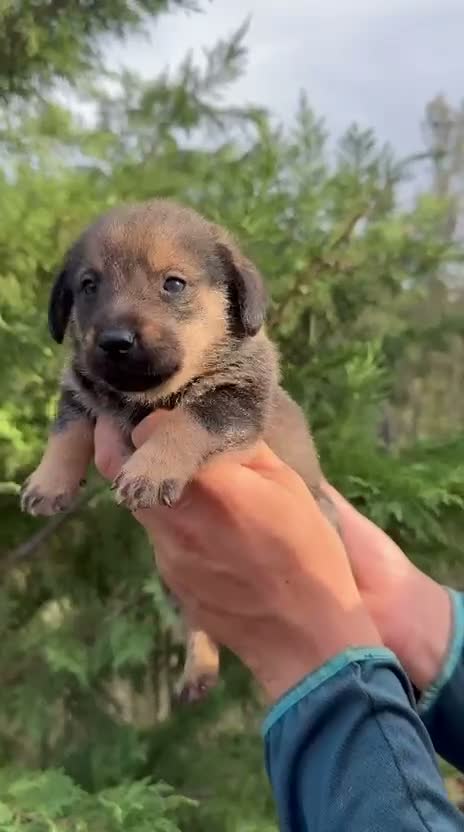 Raza Mixta perros en venta: Cachorros de Teckel y Shiba Inu - Video 2