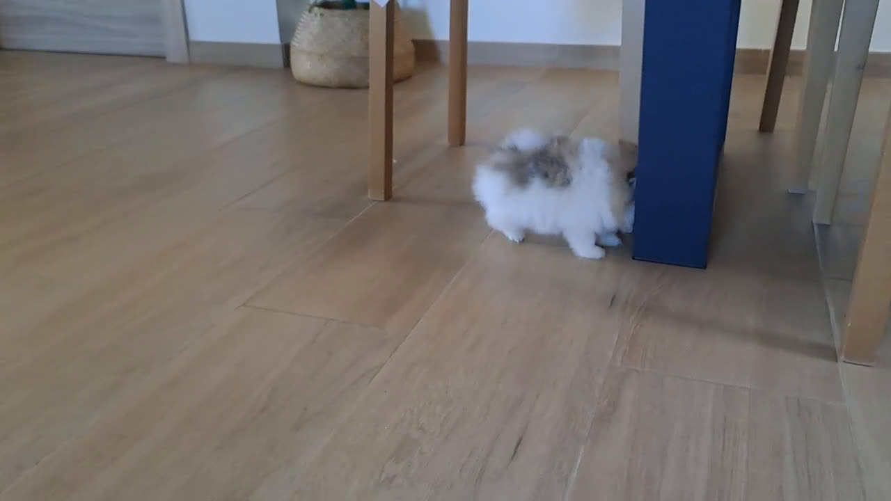 Pomerania perros en venta: Lulu de Pomerania  - Video 3