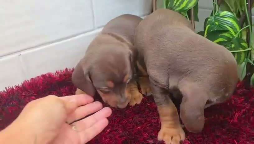 Teckel Miniatura perros en venta: Teckel Miniatura - Video 2