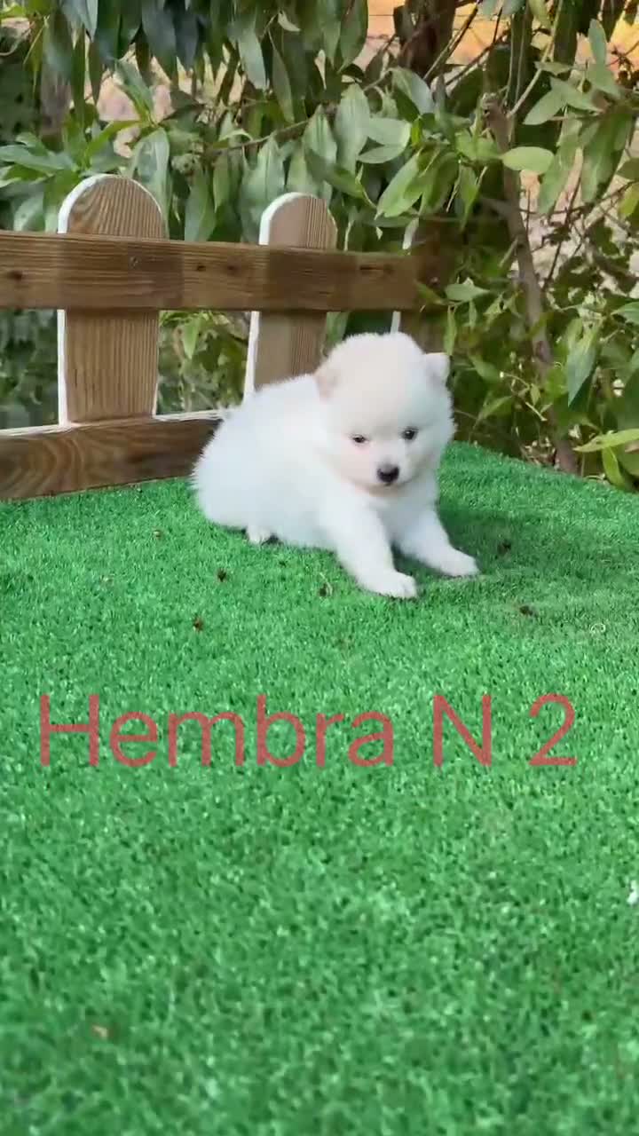 Pomerania perros en venta: Lulu de pomerania Toy Blancos Peludos preciosos - Video 2