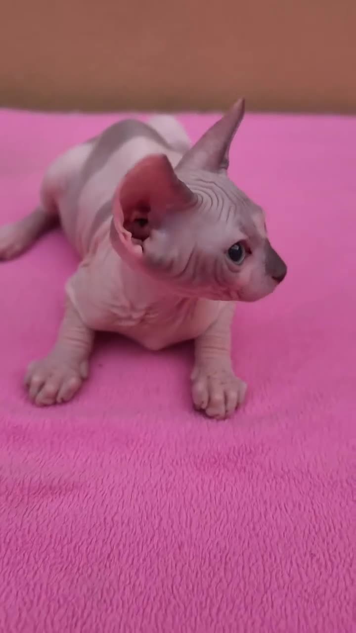 Sphynx gatos en venta: Precioso machito  - Video 1