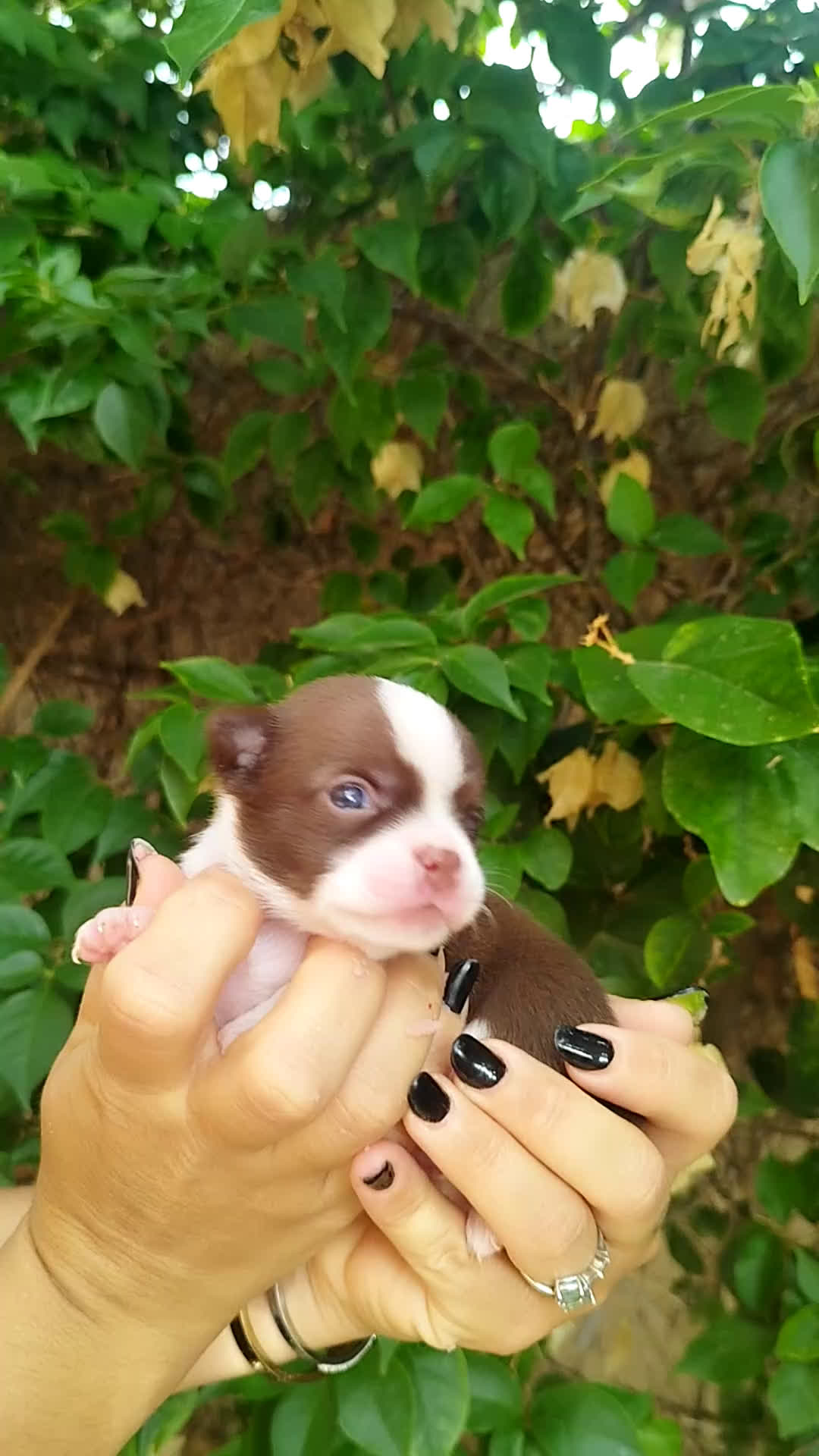 Chihuahua perros en venta: CHIHUAHUA TOY MACHO  - Video 1