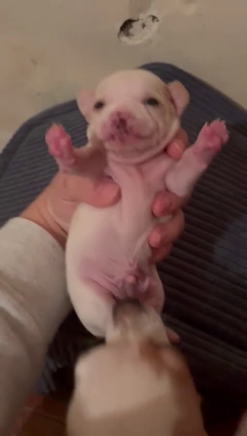 Chihuahua perros en venta: Cachorros de Chihuahua toy - Video 2