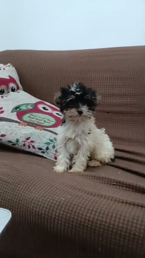 Biewer Yorkshire Terrier a la Pom Pon perros en venta: Yorkshire Biewer toy - Video 1