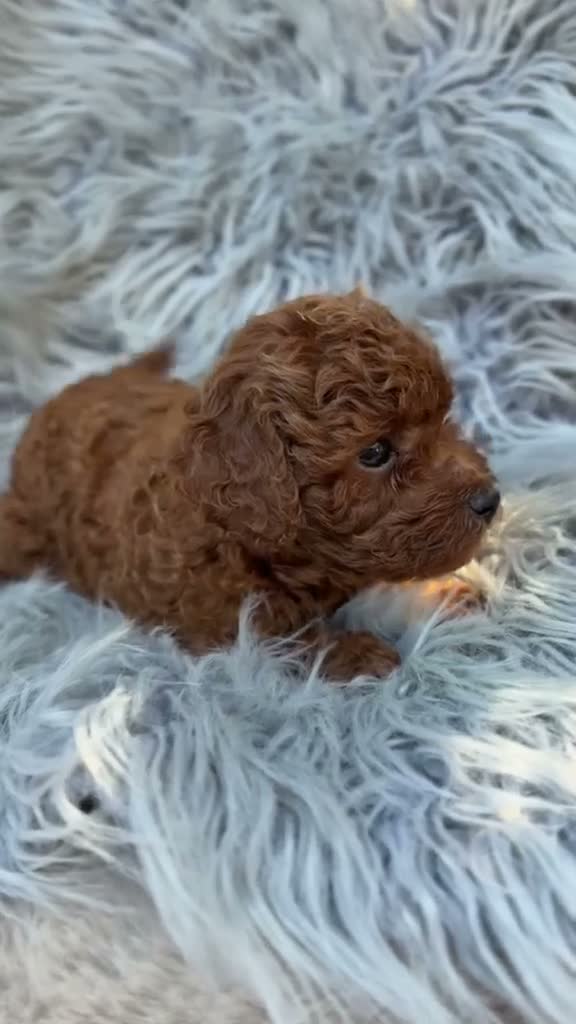 Caniche Toy perros en venta: Caniche toy rojo pimentón🐾 - Video 1