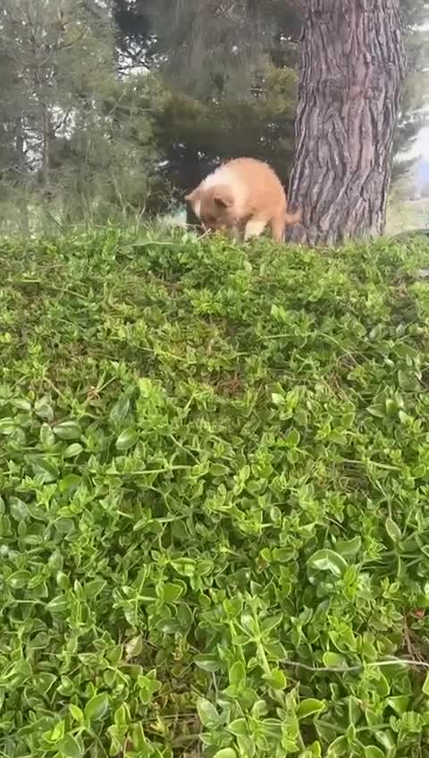 Pastor Miniatura Americano perros en venta: PASTOR AMERICANO MINIATURA - Video 1