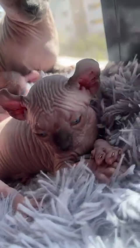 Sphynx gatos en venta: Elfos y Dwef exclusivos - Video 1