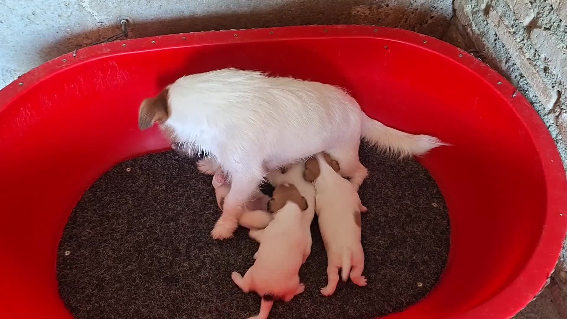 Jack Russell Terrier perros en venta: CACHORROS DE JACK RUSSELL - Video 1