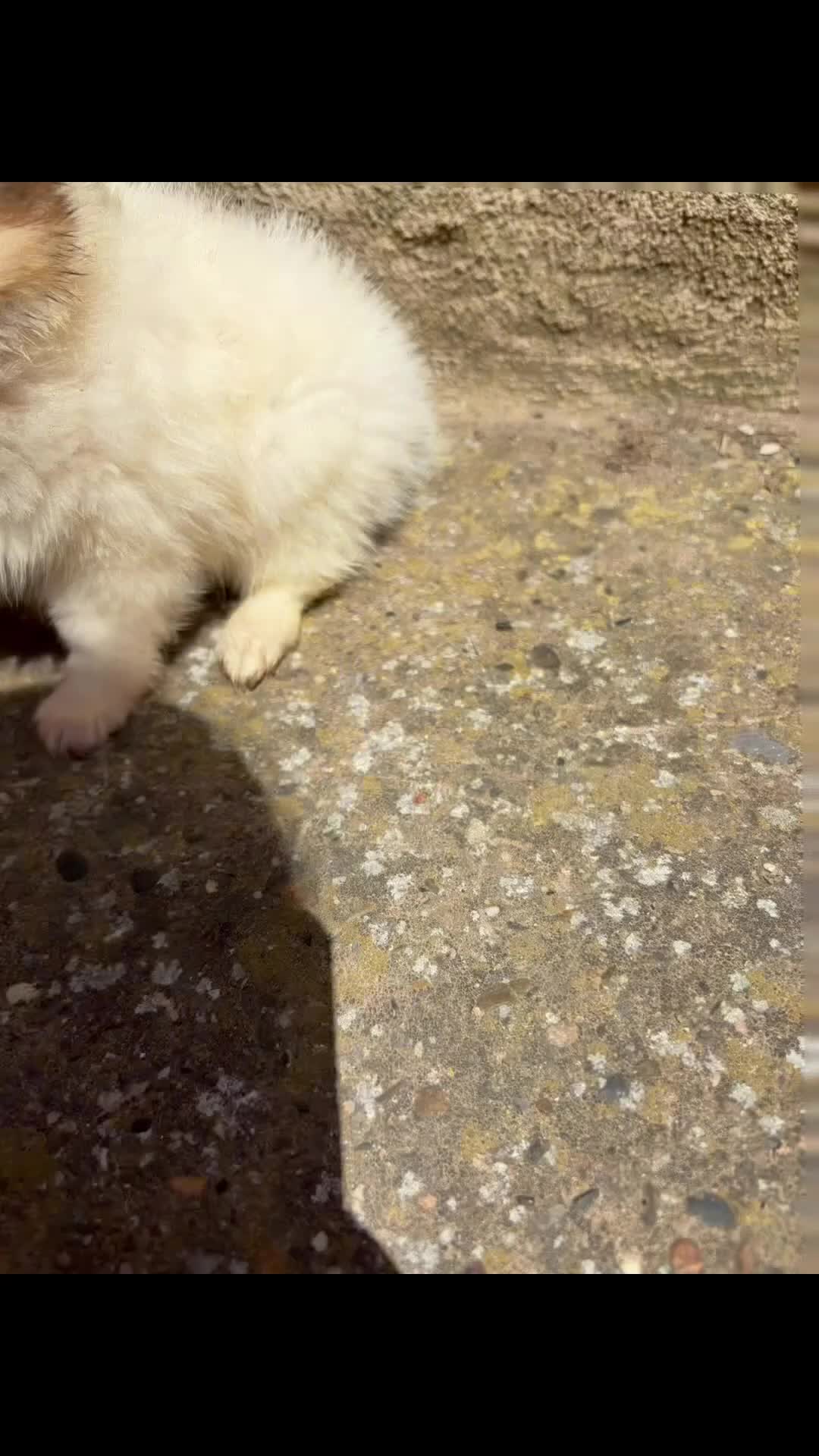 Pomerania perros en venta: Polumerania mini particolor - Video 1
