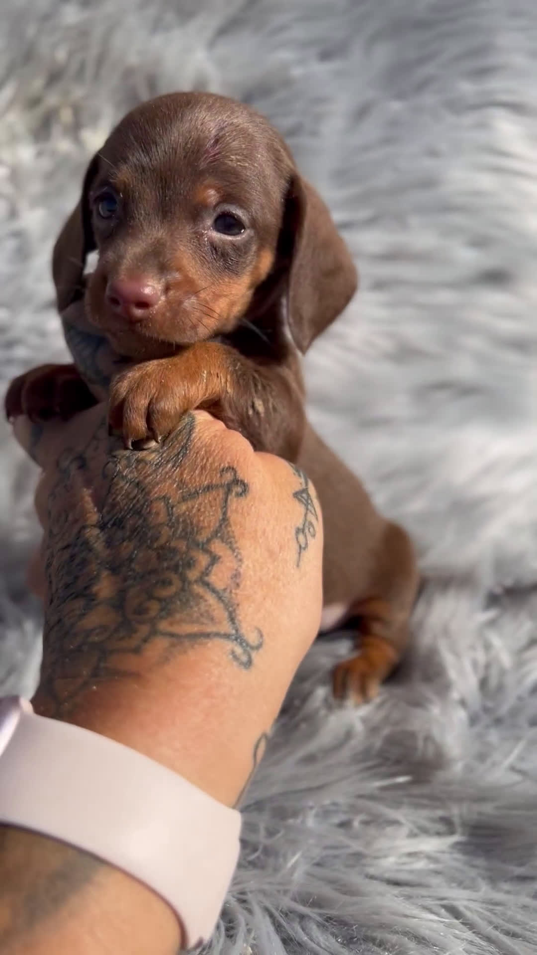 Teckel Miniatura perros en venta: Teckel Kaninchen  - Video 1