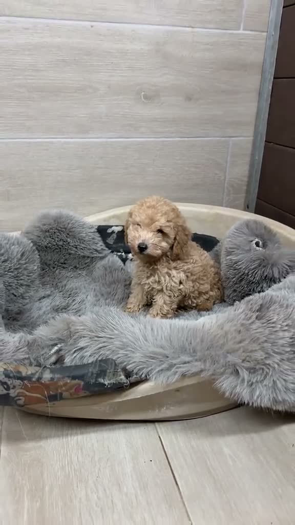 Caniche Toy perros en venta: Caniche Toy garantizado  - Video 2