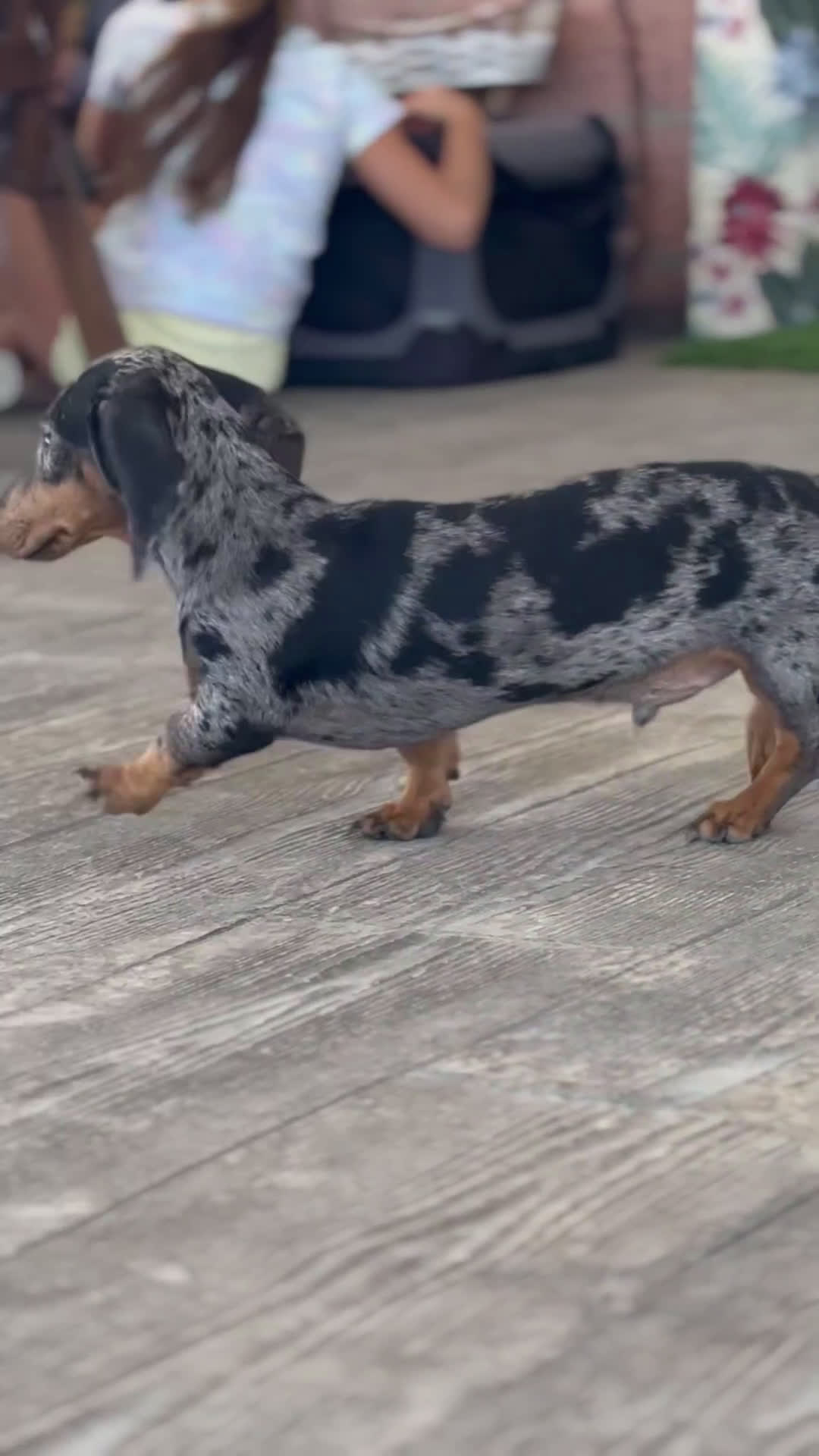 Teckel Miniatura perros en venta: 🐕 Gregorio, 🍫 Bongo y 🍩 Cacao – Teckel únicos - Video 1