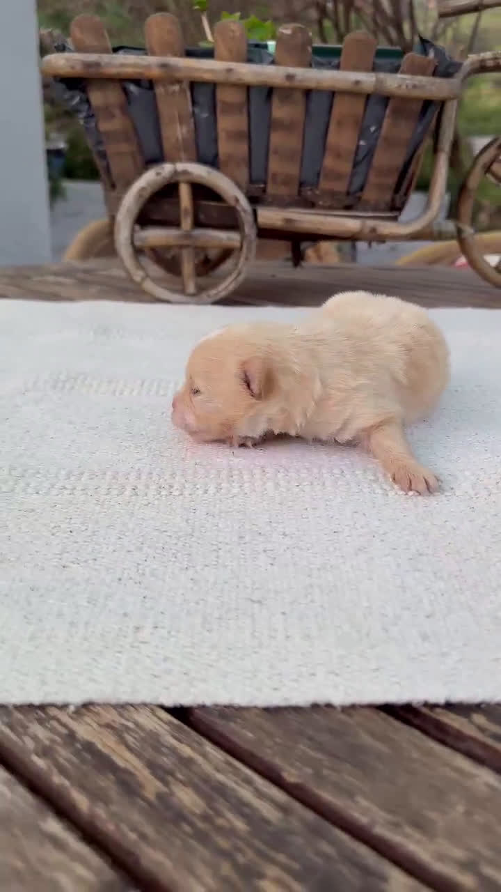 Pomerania perros en venta: Lulu de pomeranias Toy disponibles  - Video 1