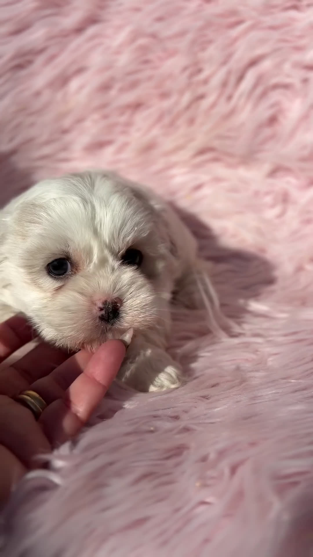 Bichón Maltés perros en venta: Bichon Maltes Toy  - Video 1