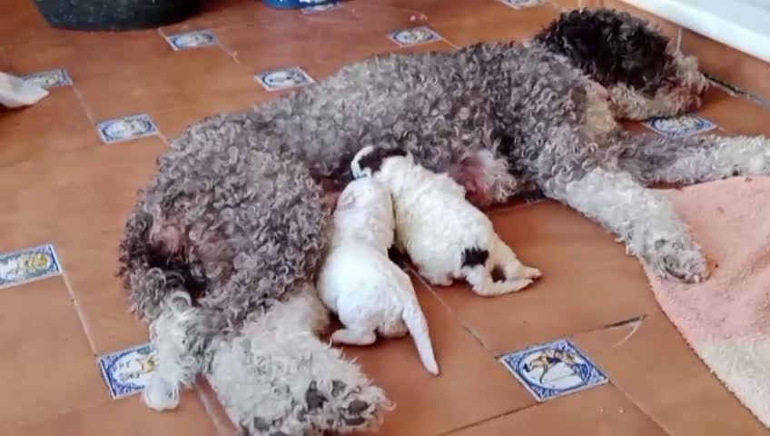 Perro de Agua Español perros en venta: Cachorritas de perro de aguas 🇪🇸 - Video 1