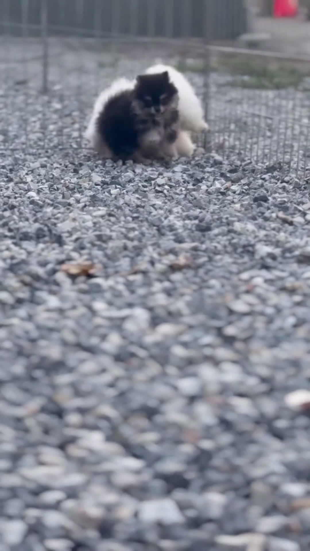 Pomerania perros en venta: 🐾 Froxty, Tívoli y Strike – Pomeranias 🐾 - Video 1