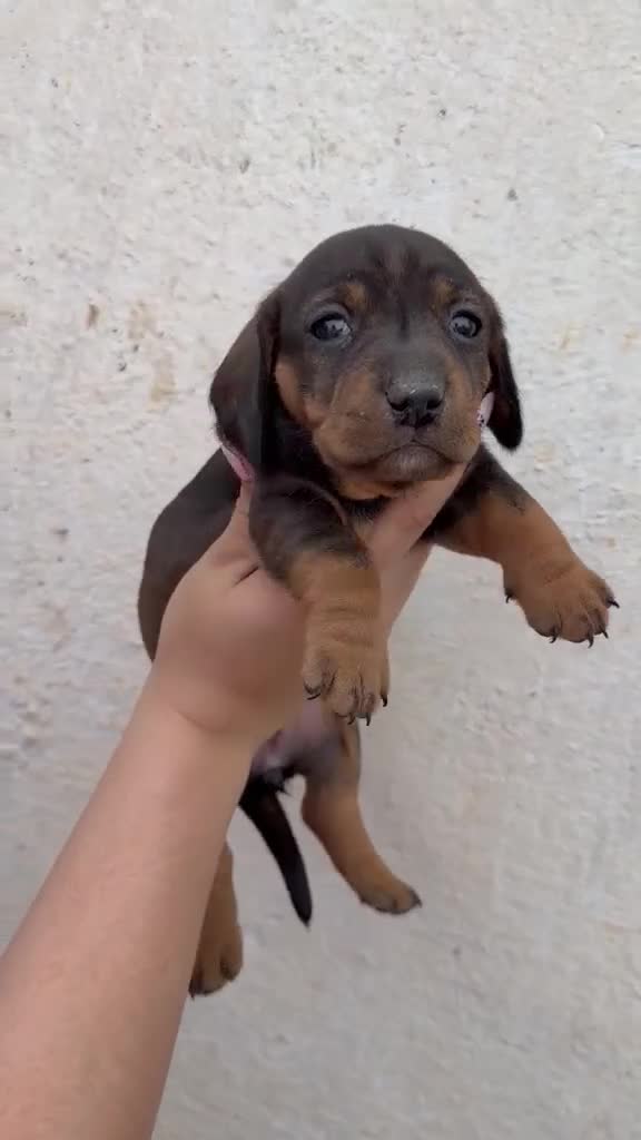 Teckel Miniatura perros en venta: Teckel Miniatura  - Video 1