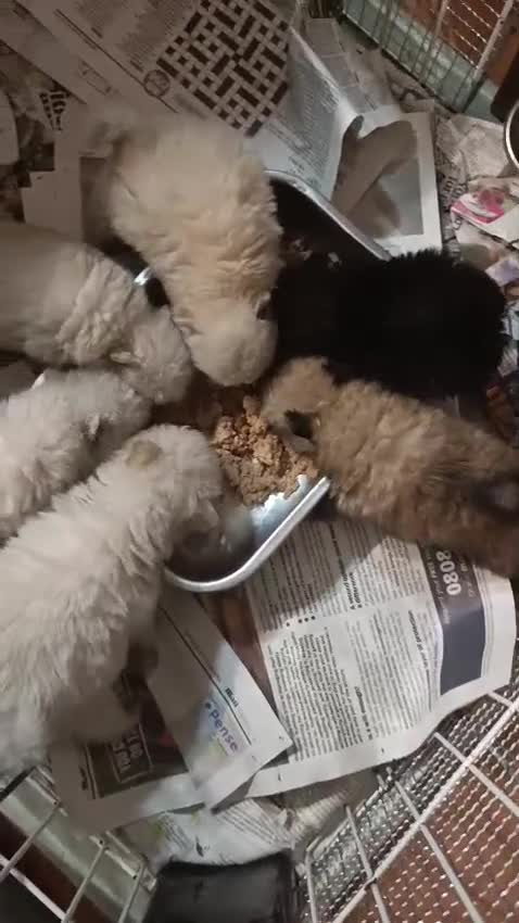 Pomerania perros en venta: ‼️POMERANIAS AMERICANOS TAMAÑO TOY  - Video 2