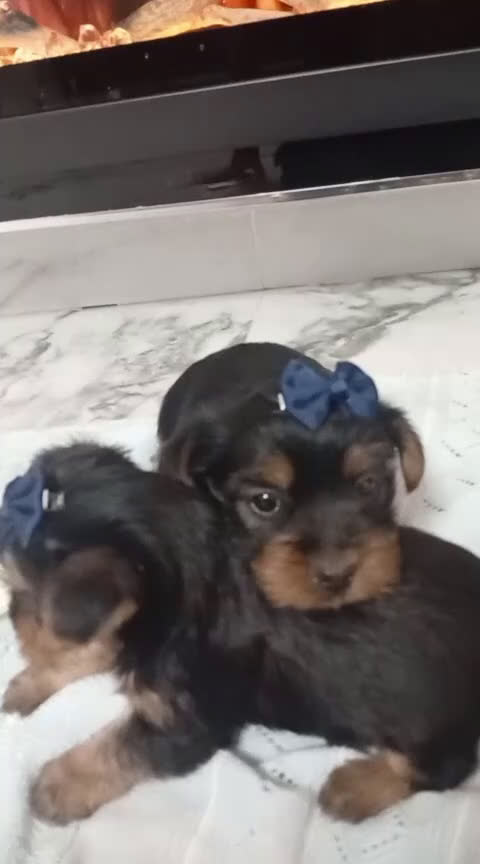 Yorkshire Terrier perros en venta: Yorkshire terrier Toy Machos precioso - Video 2