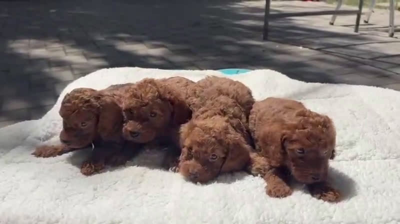 Caniche Enano perros en venta: caniche enano - Video 1