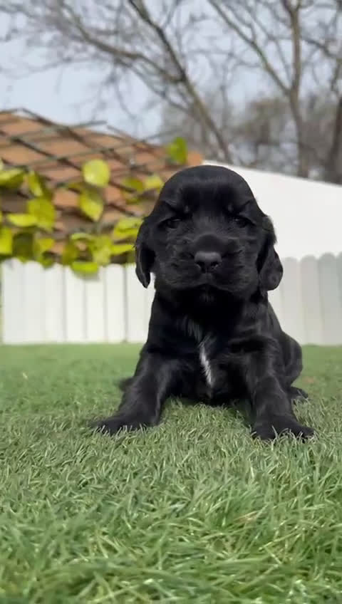 Cocker Spaniel Inglés perros en venta: COCKER SPANIEL INGLES HEMBRA - Video 2