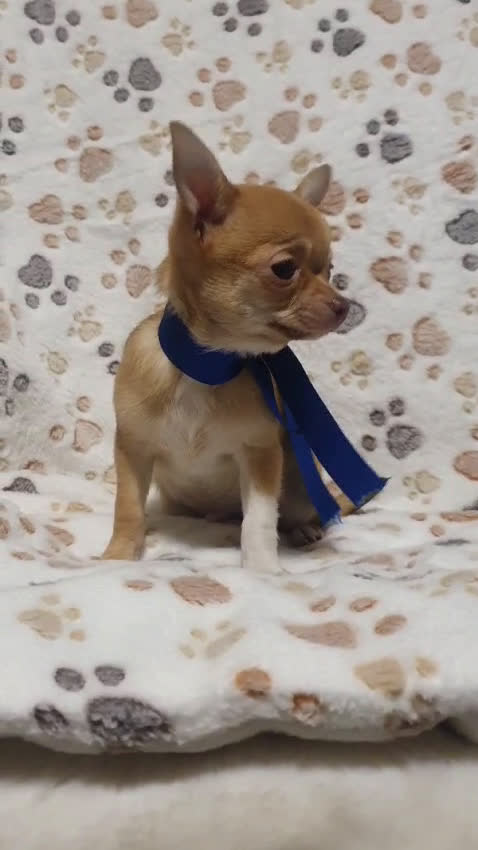 Chihuahua perros en venta: Chihuahuas bebes  en Granada - Video 1