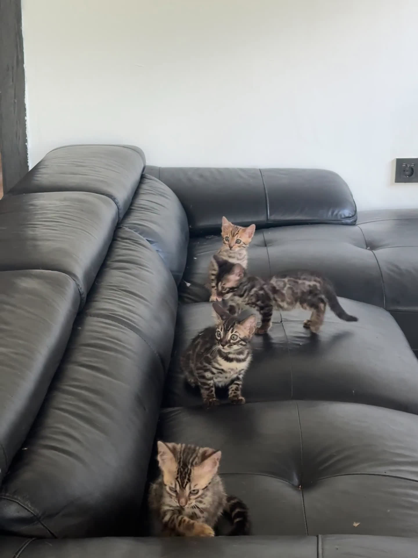 Bengalí gatos en venta: Camada de bengalíes  - Video 1