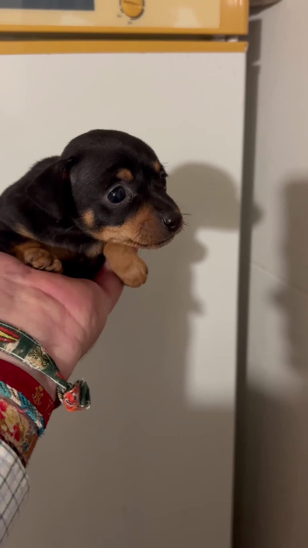 Pinscher Miniatura perros en venta: Mini Pincher De Máxima Calidad MINIS - Video 1
