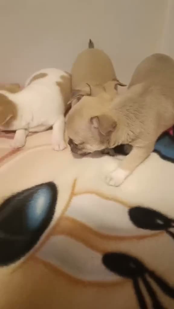 Chihuahua perros en venta: Chihuahua toy cabeza manzana - Video 2