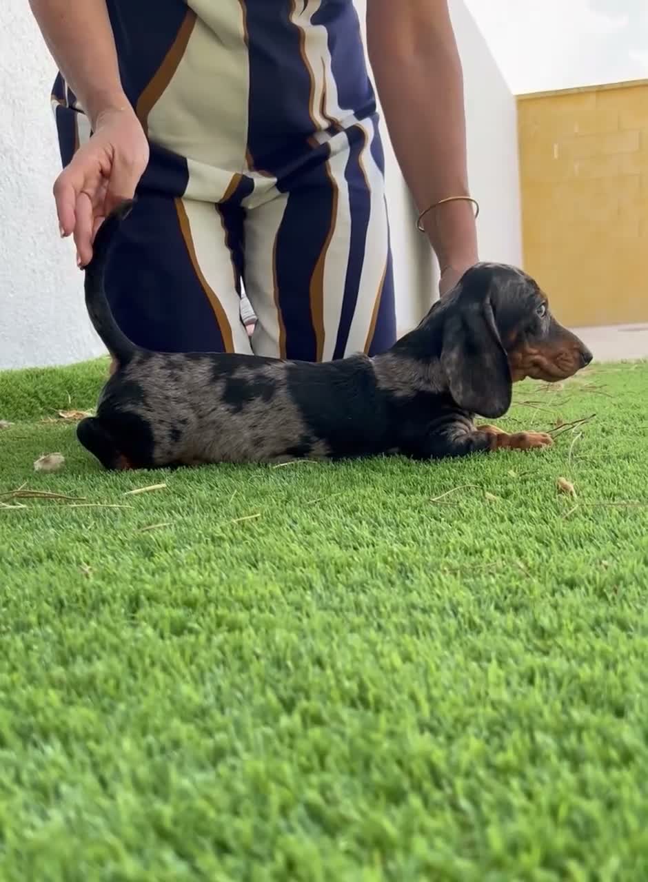Teckel perros en venta: TECKEL ARLEQUÍN MACHO - Video 2