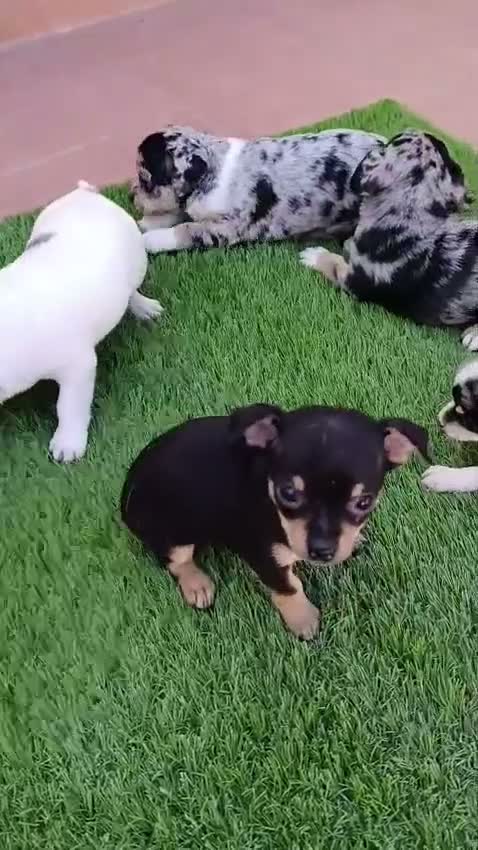 Chihuahua perros en venta: Camada Luna Chihuahua  - Video 1
