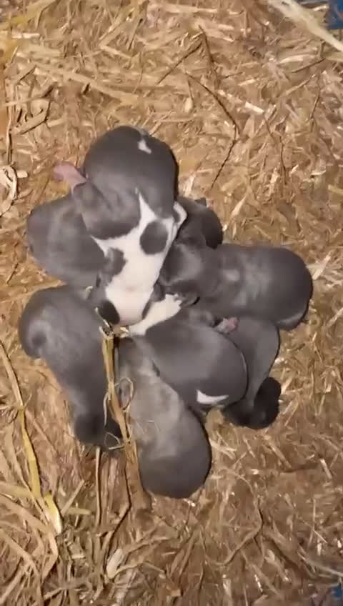 Whippet perros en venta: Whippet  - Video 2