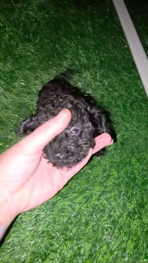 Caniche Toy perros en venta: Caniche hembra toy  - Video 3