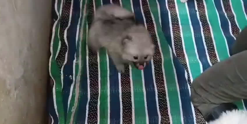 Pomerania perros en venta: PRECIOSAS HEMBRITAS POMERANIAS - Video 2
