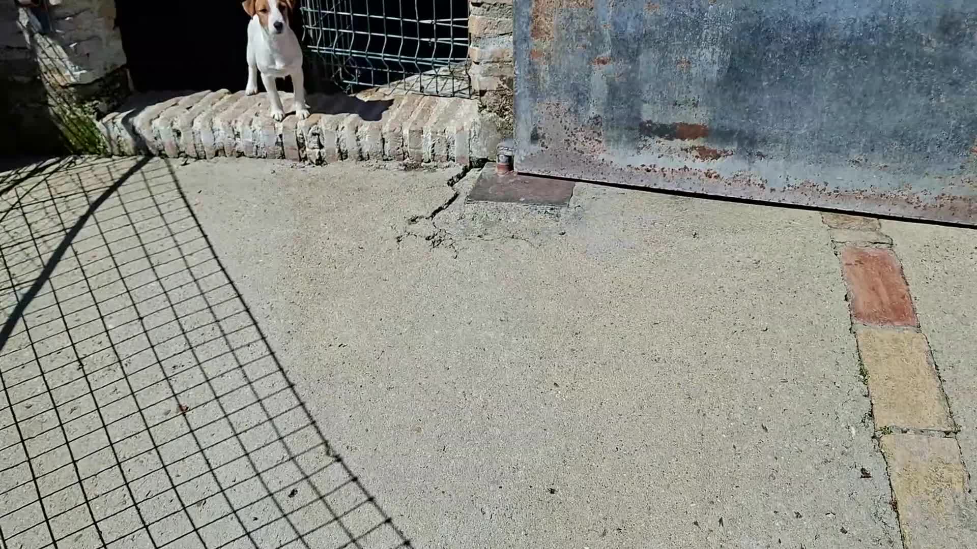 Jack Russell Terrier perros en venta: Cachorros de Jack Russell - Video 1