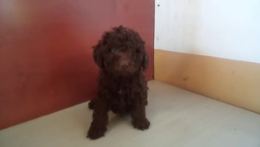 Perro de Agua Español perros en venta: PDA MARISMEÑOS - Video 1