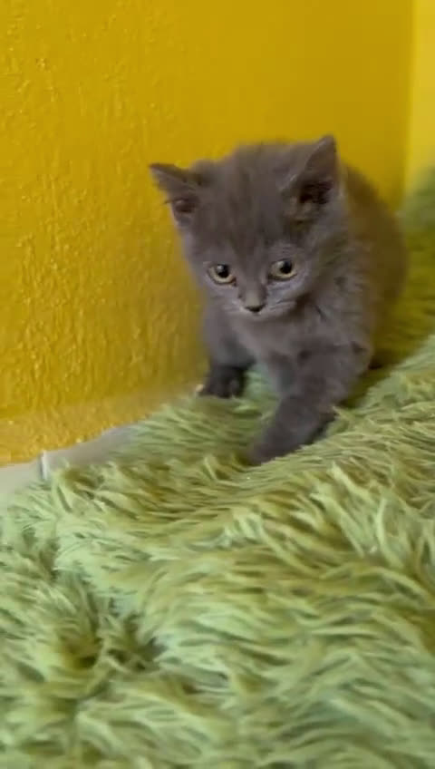 Británico de Pelo Corto Azul gatos en venta: British Shorthair  - Video 1