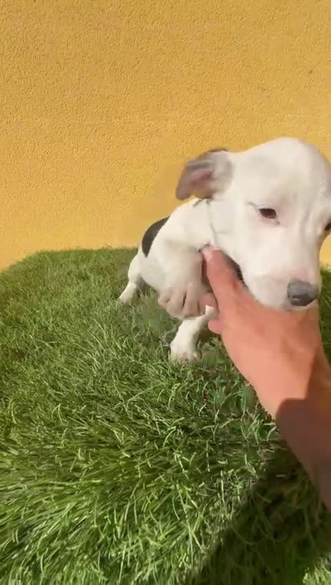 Jack Russell Terrier perros en venta: Camada de Jack Russell de pata corta  - Video 5