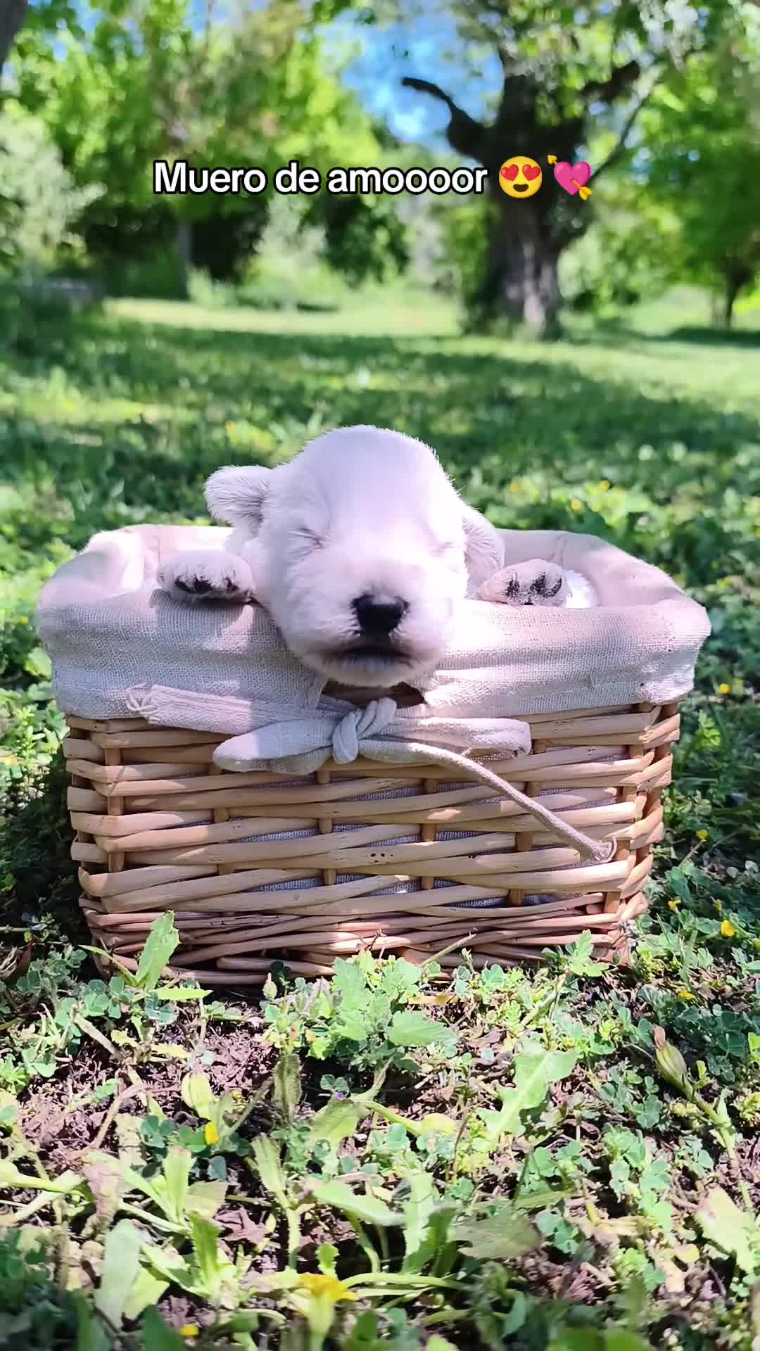 Schnauzer Miniatura perros en venta: Espectaculares schnauzer miniatura blancoss 😍❤️ - Video 1