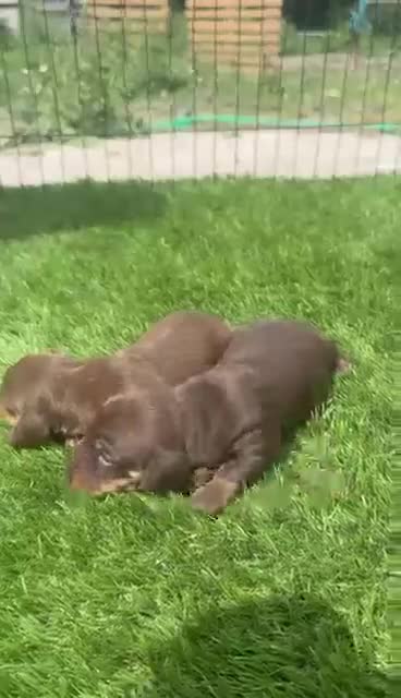 Teckel Miniatura perros en venta: Teckel Kanichen Chocolate preciosos  - Video 2