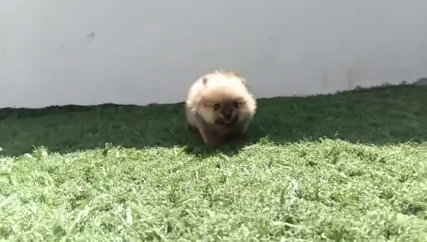 Pomerania perros en venta: Lulú pomerania toy  - Video 2