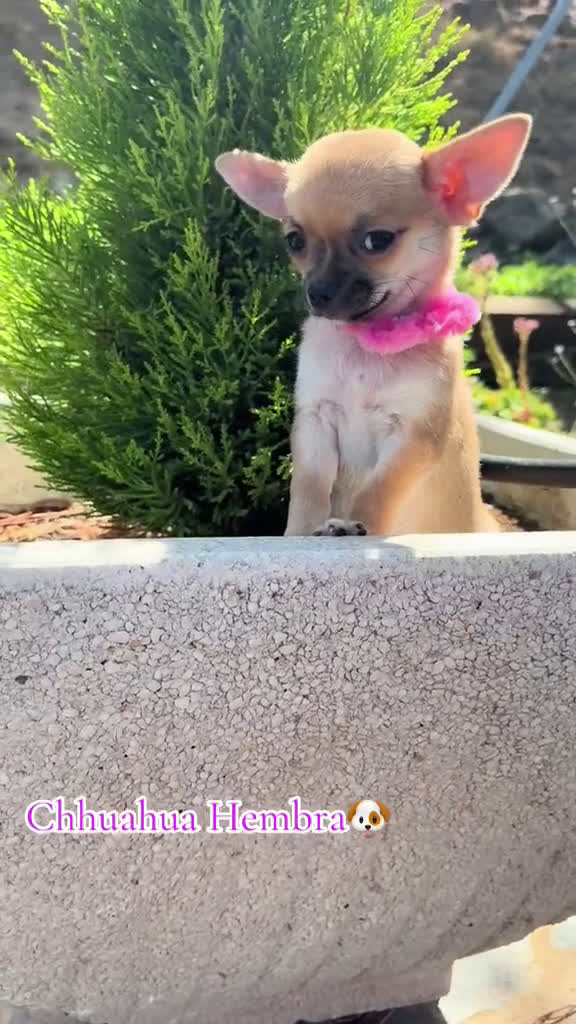 Chihuahua perros en venta: Chihuahua Hembra Disponible  - Video 1