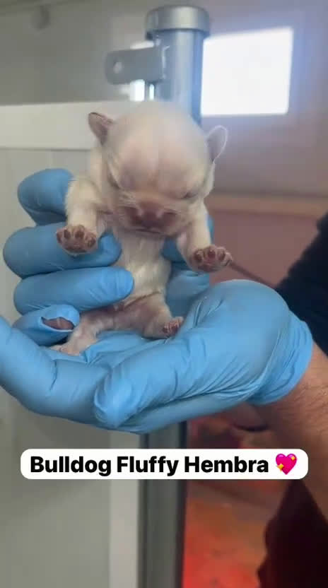 Bulldog Francés perros en venta: CAMADA DE PRECIOSOS BULLDOG FRANCÉS FLUFFY  - Video 1