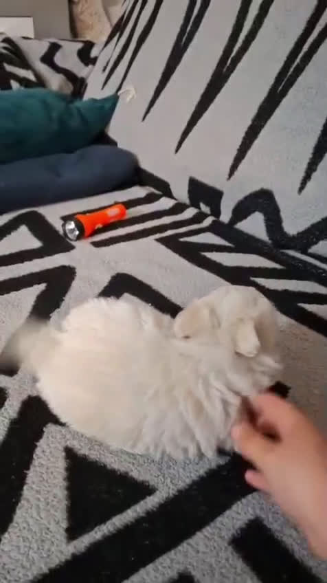 Bichón Maltés perros en venta: Último macho de bichón maltes  - Video 2