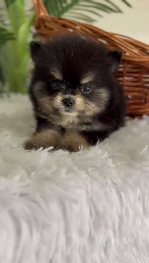Pomerania perros en venta: POMERANIA HEMBRA - Video 1