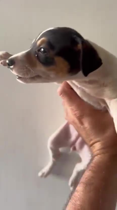 Ratonero Bodeguero Andaluz perros en venta: Ratonero Bodeguero Andaluz - Video 1