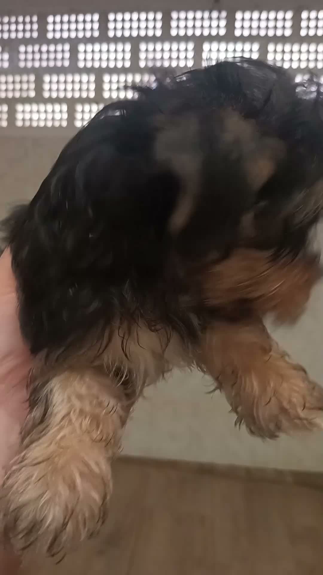 Yorkshire Terrier perros en venta: Yorkshire toy - Video 1