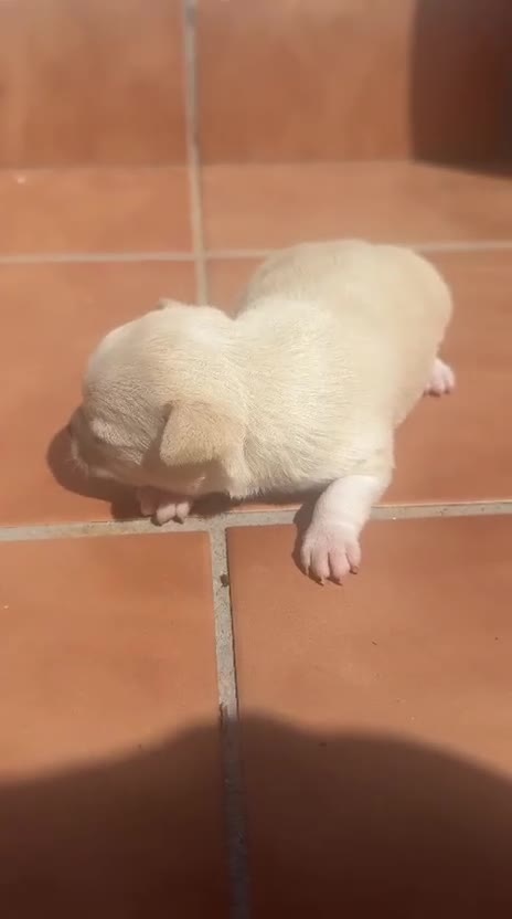 Chihuahua perros en venta: Preciosas chihuahuas hembras💖🐾🐾 - Video 1