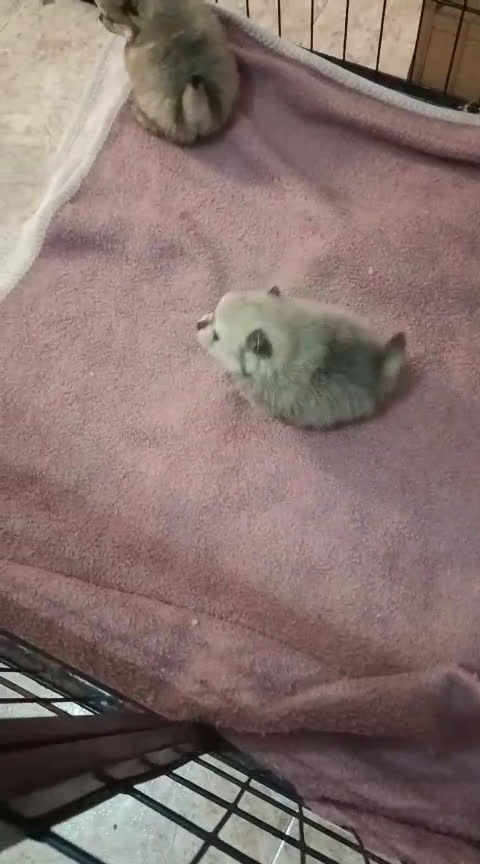 Pomerania perros en venta: Camada de Pomerania lista para Reyes - Video 3